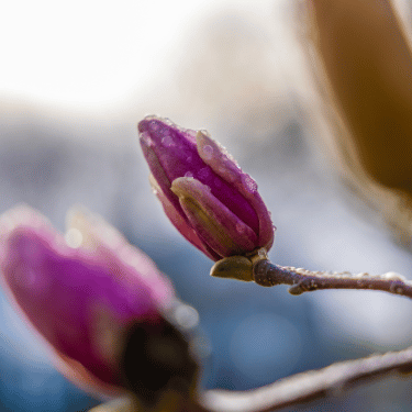 Magnolia bloom with dew